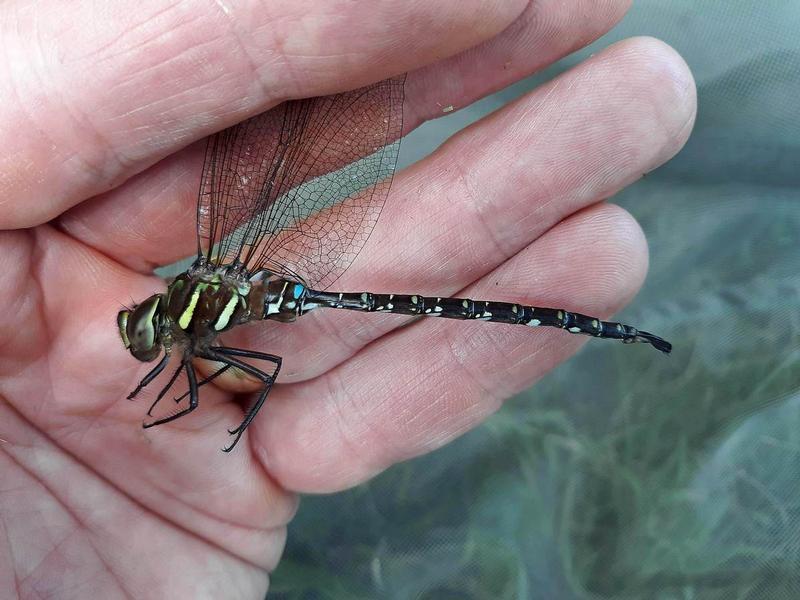 Photo of Shadow Darner