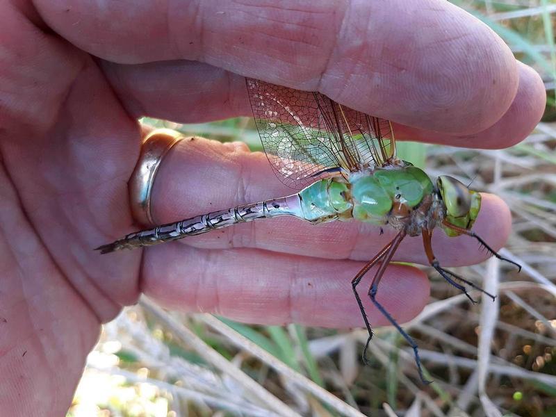 Photo of Common Green Darner