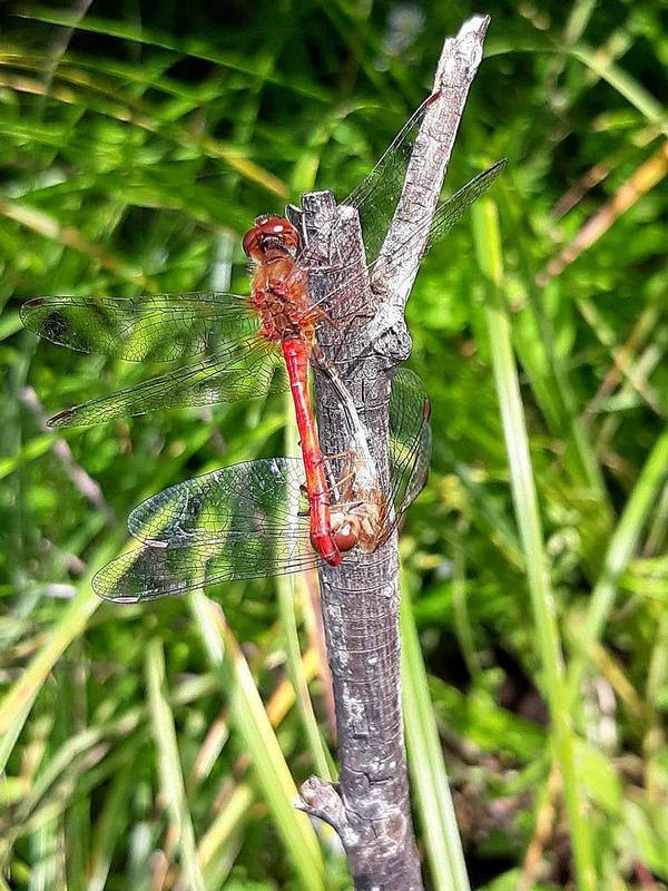 Photo of Autumn Meadowhawk