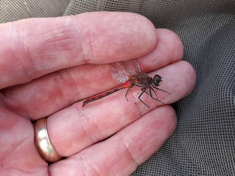 Photo of White-faced Meadowhawk