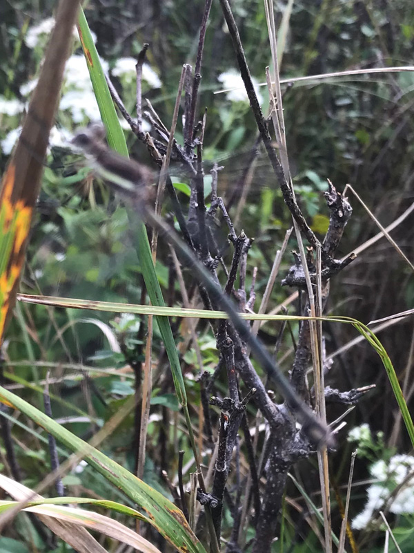 Photo of Great Spreadwing