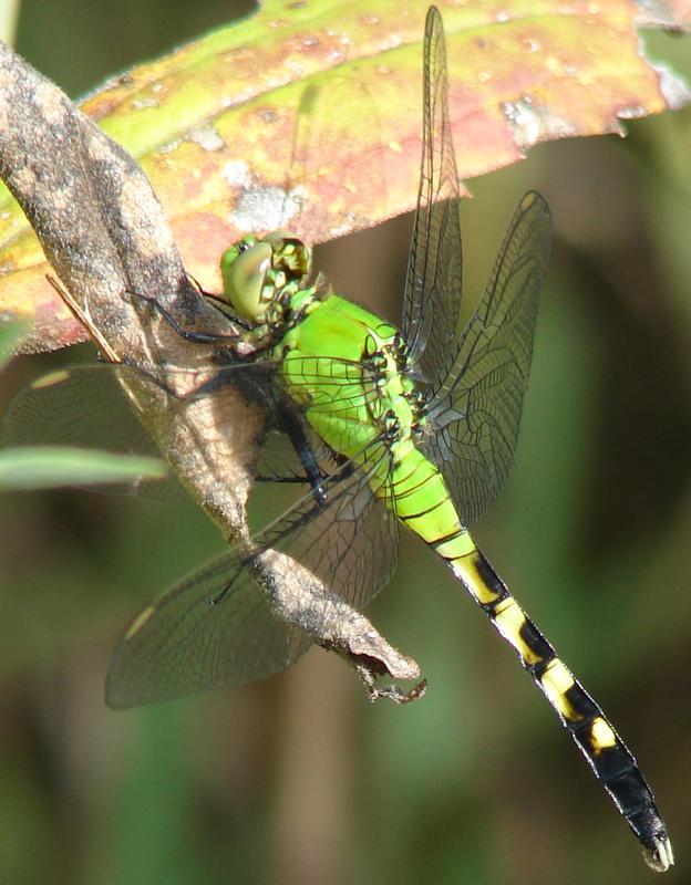 Photo of Eastern Pondhawk