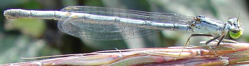 Photo of Eastern Forktail