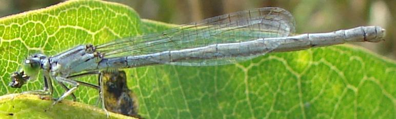 Photo of Eastern Forktail