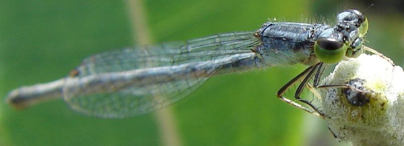 Photo of Eastern Forktail