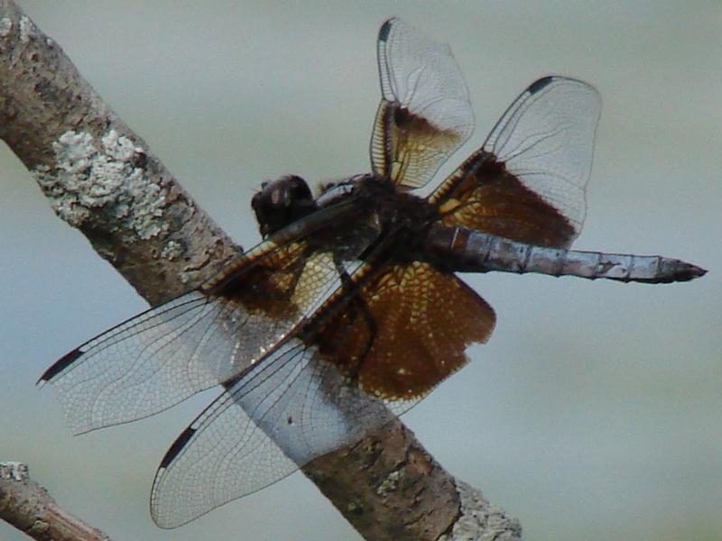 Photo of Widow Skimmer