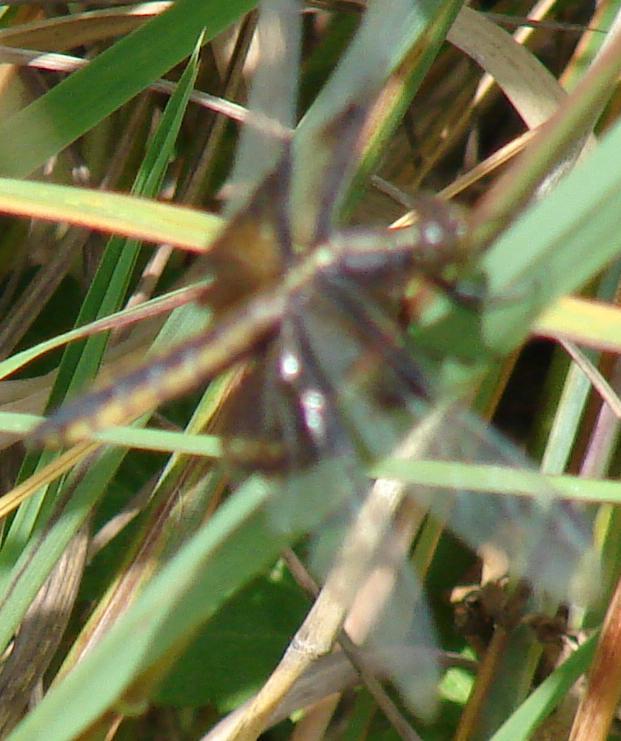 Photo of Widow Skimmer