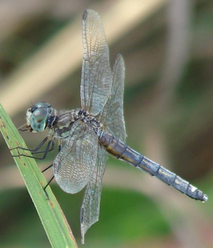 Photo of Blue Dasher