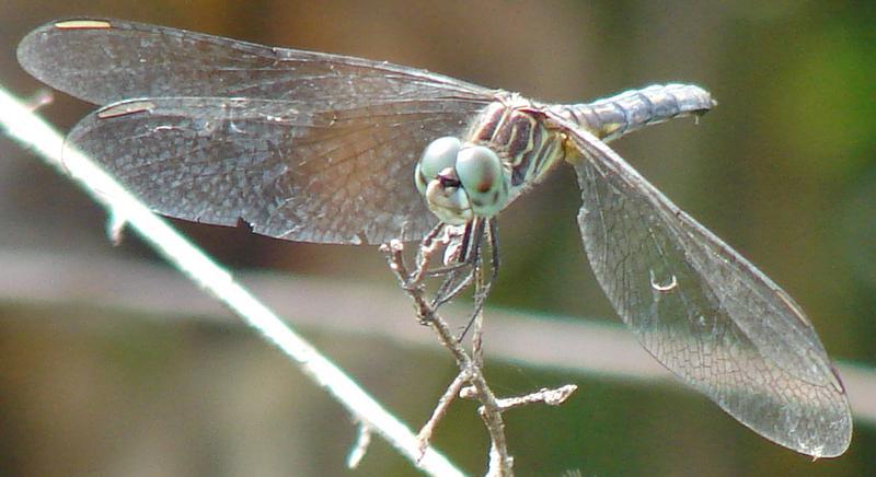 Photo of Blue Dasher