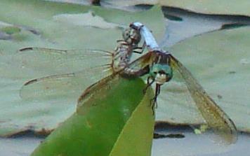 Photo of Blue Dasher