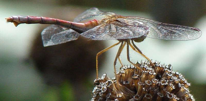 Photo of Autumn Meadowhawk