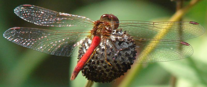 Photo of Autumn Meadowhawk