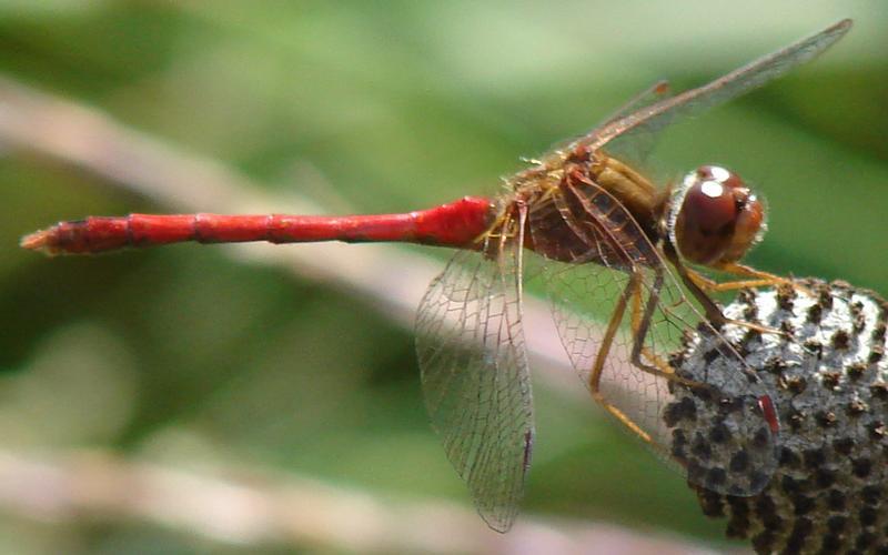 Photo of Autumn Meadowhawk