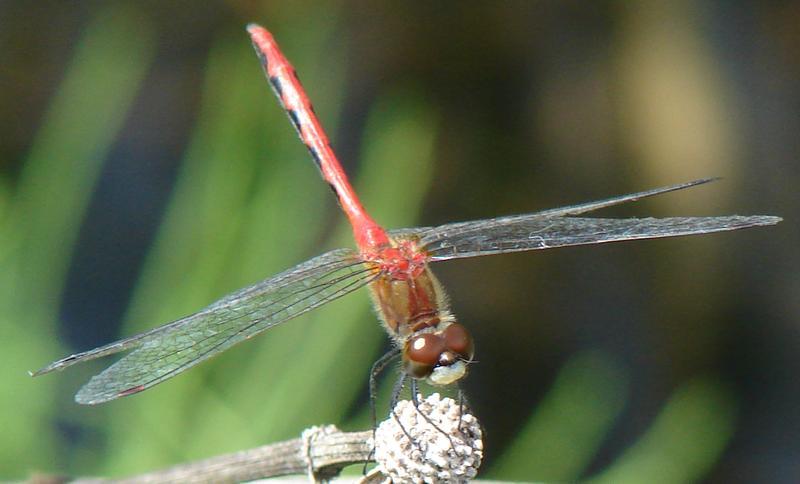 Photo of White-faced Meadowhawk