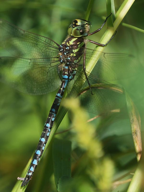 Photo of Green-striped Darner