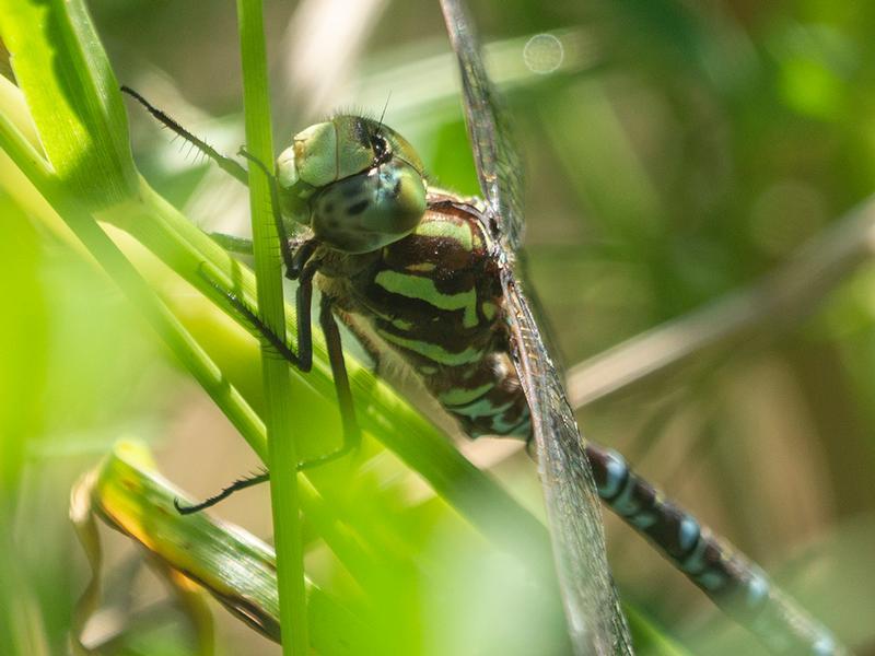 Photo of Green-striped Darner