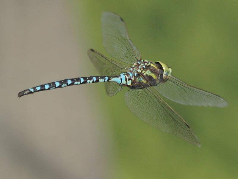 Photo of Lance-tipped Darner