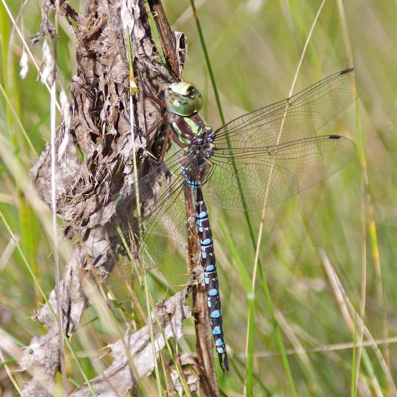 Photo of Green-striped Darner