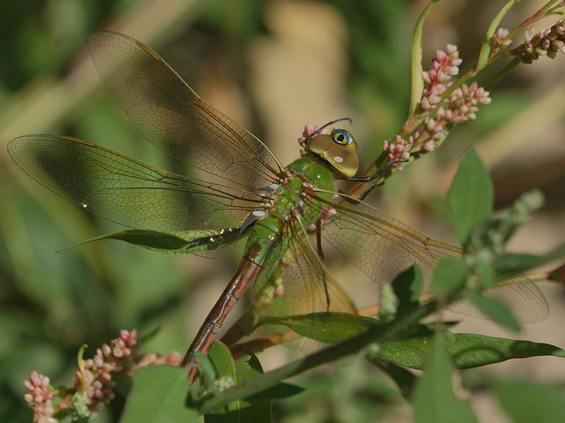 Photo of Common Green Darner