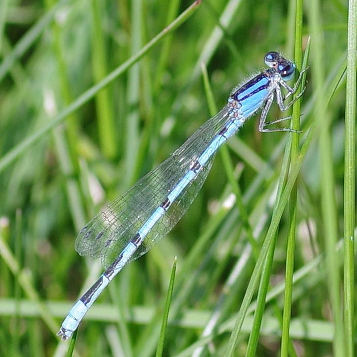 Photo of Familiar Bluet