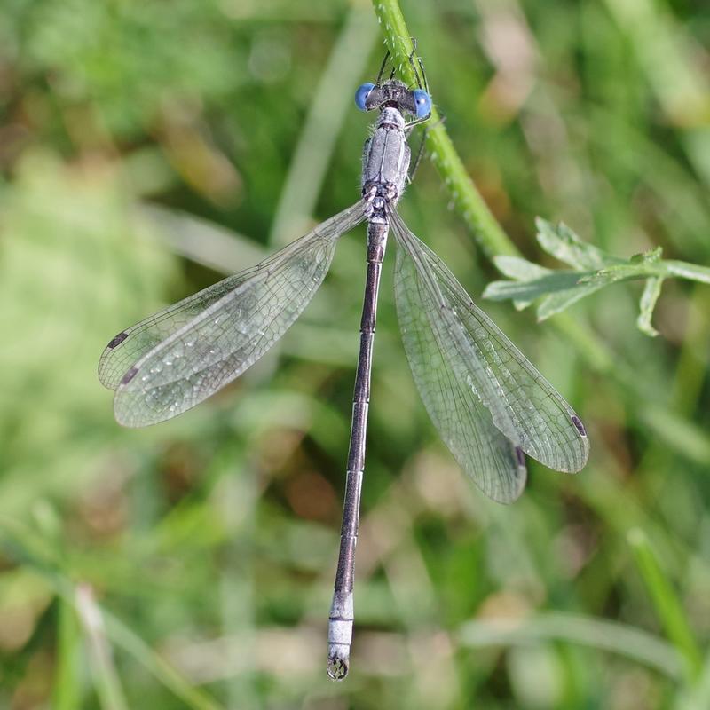 Photo of Lyre-tipped Spreadwing