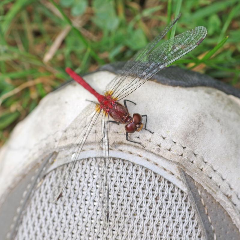 Photo of Ruby Meadowhawk