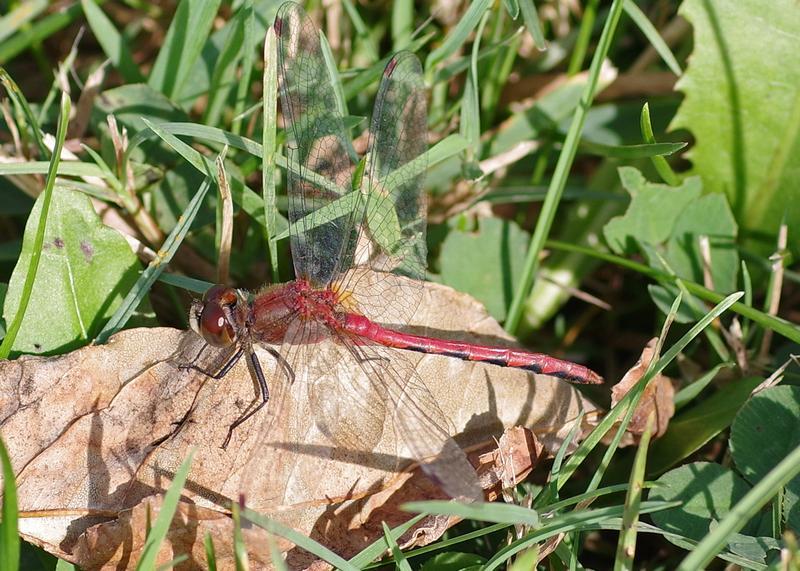 Photo of White-faced Meadowhawk