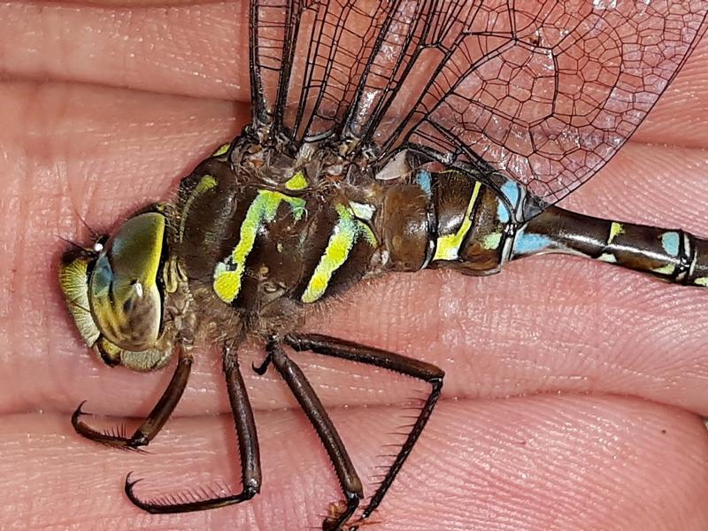 Photo of Shadow Darner