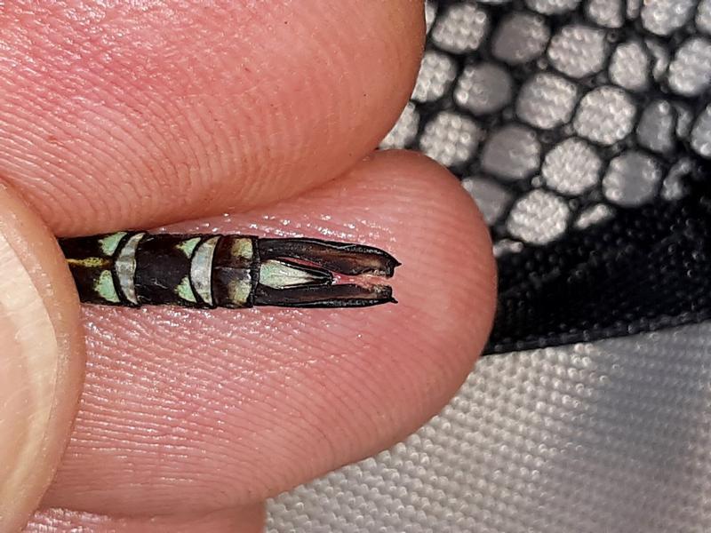 Photo of Shadow Darner