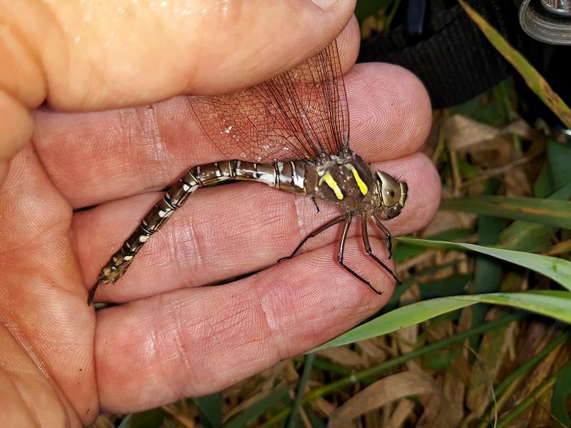 Photo of Shadow Darner