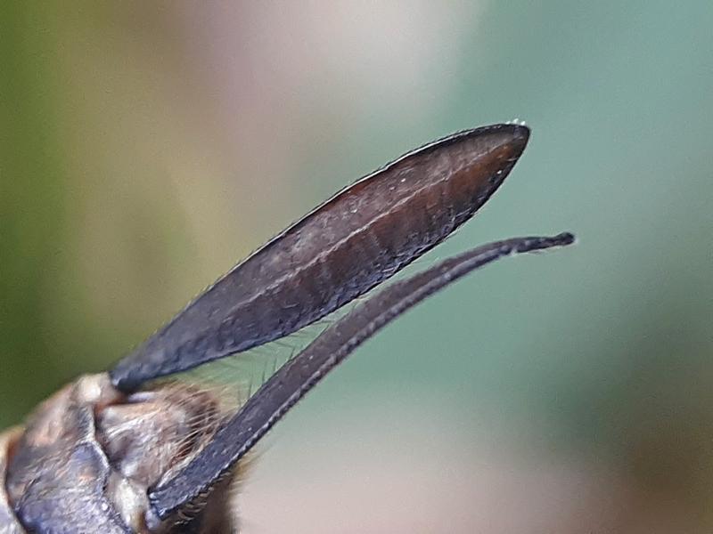 Photo of Shadow Darner