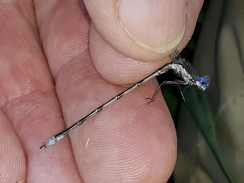Photo of Spotted Spreadwing