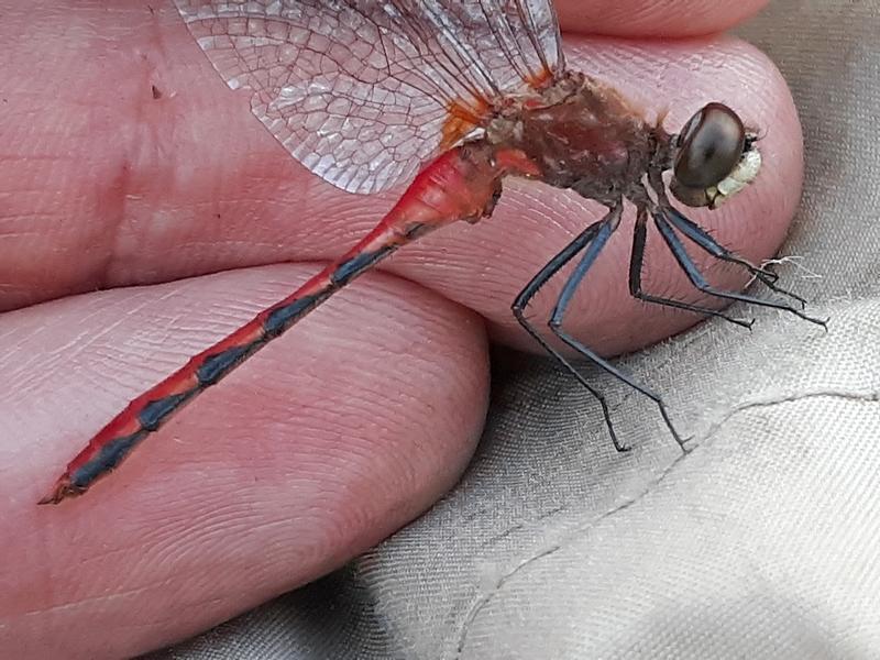 Photo of White-faced Meadowhawk