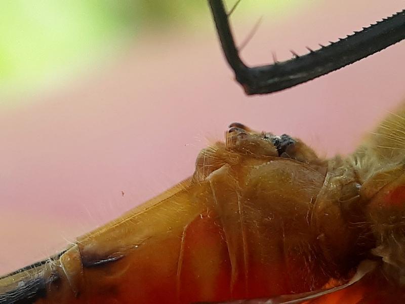 Photo of White-faced Meadowhawk