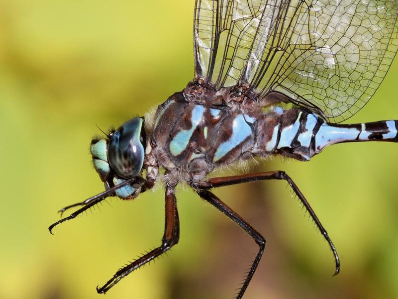 Photo of Lake Darner