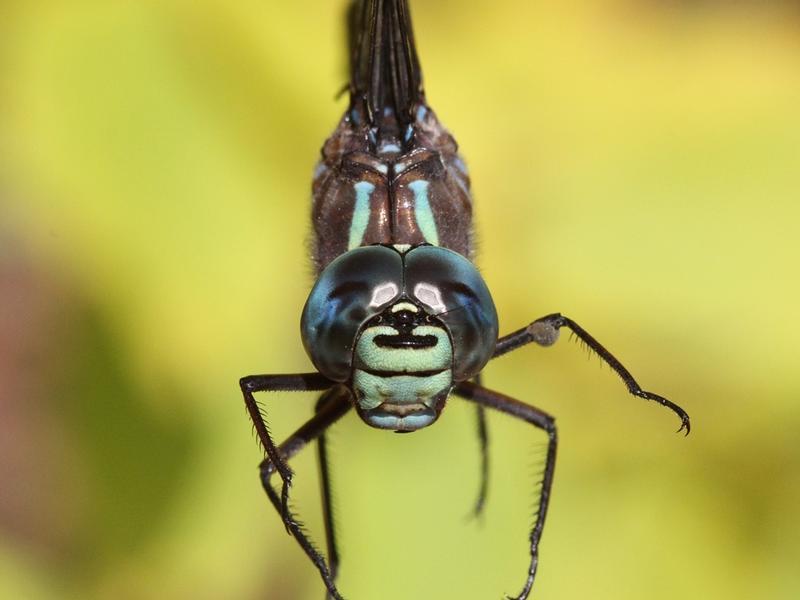 Photo of Lake Darner