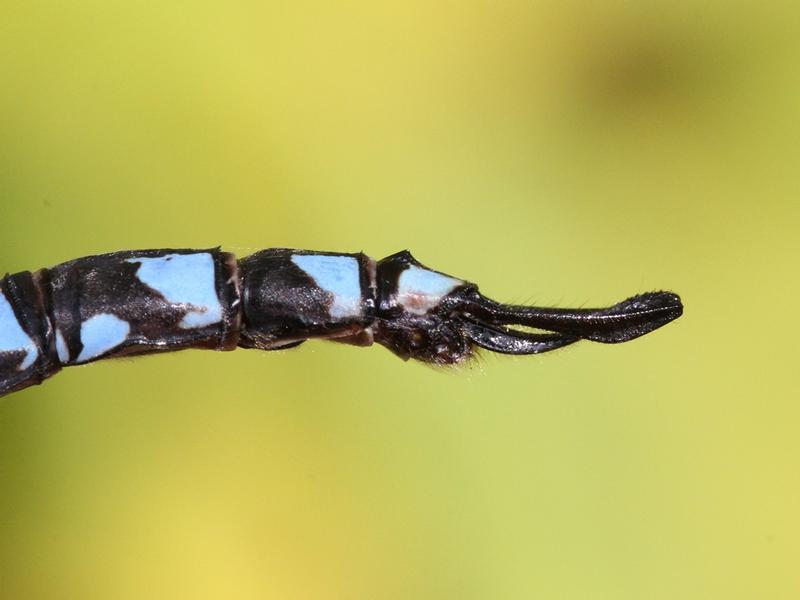 Photo of Lake Darner