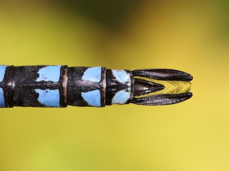 Photo of Lake Darner