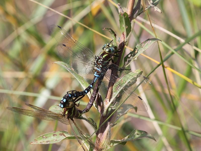 Photo of Lance-tipped Darner