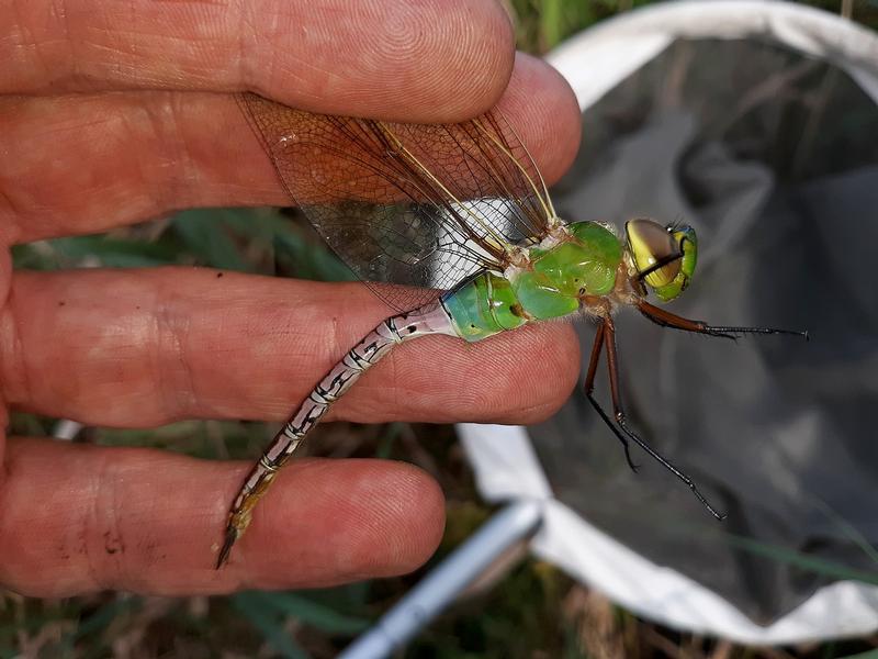 Photo of Common Green Darner