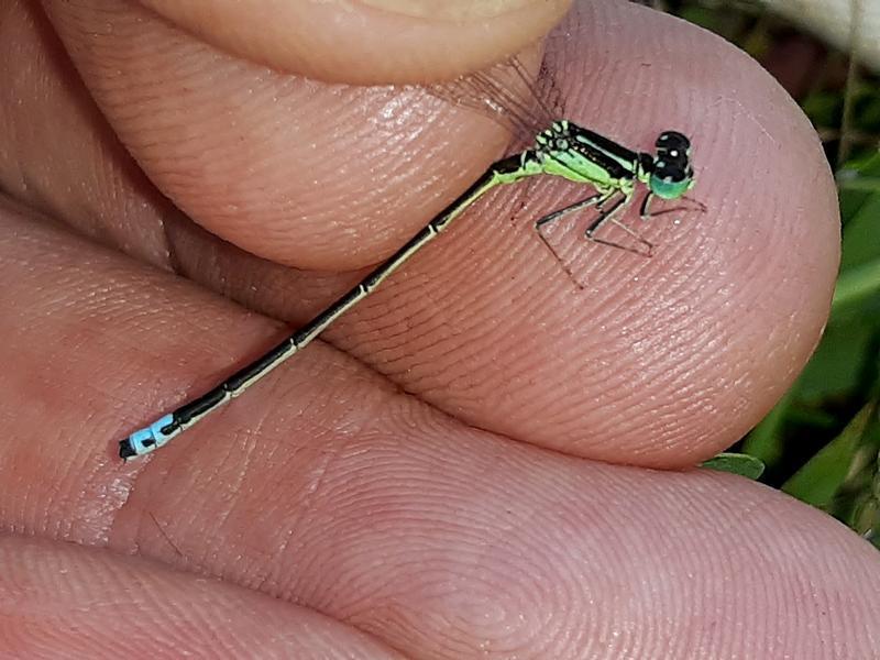 Photo of Eastern Forktail
