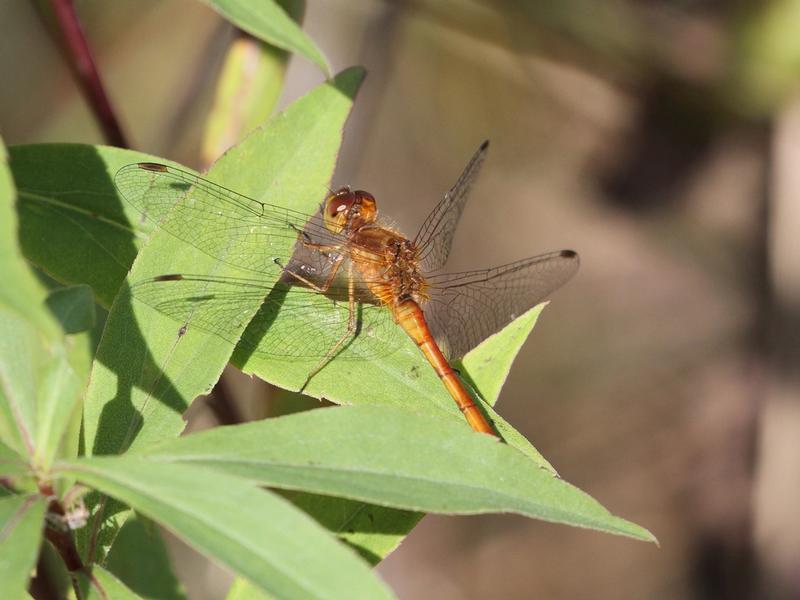 Photo of Autumn Meadowhawk