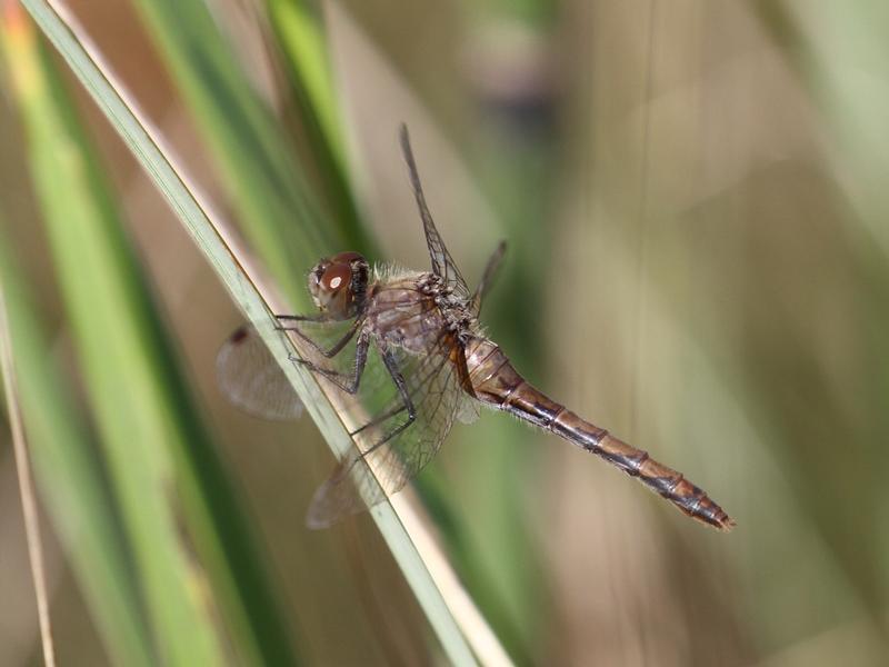 Photo of White-faced Meadowhawk