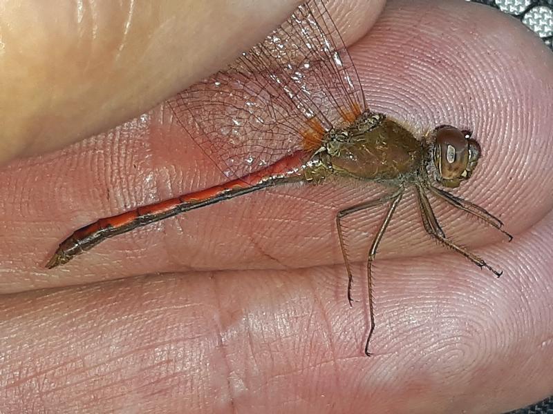 Photo of Autumn Meadowhawk