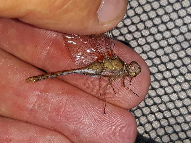 Photo of Autumn Meadowhawk