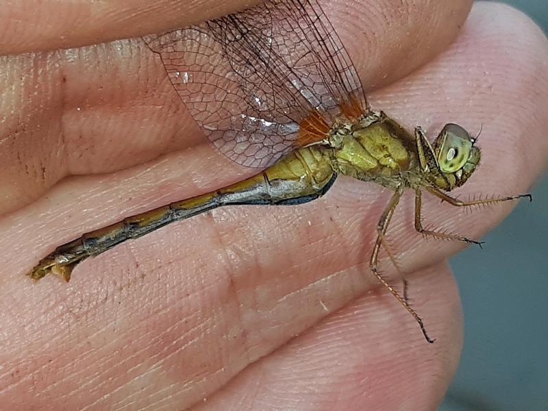 Photo of Autumn Meadowhawk