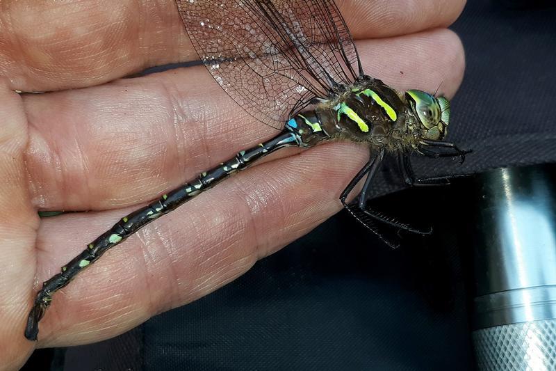 Photo of Shadow Darner