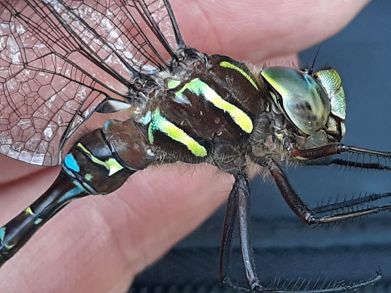 Photo of Shadow Darner