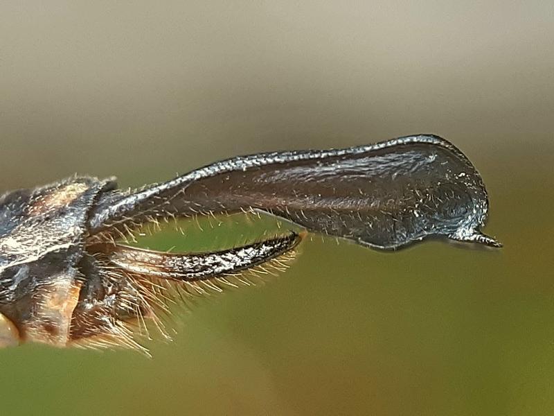 Photo of Shadow Darner