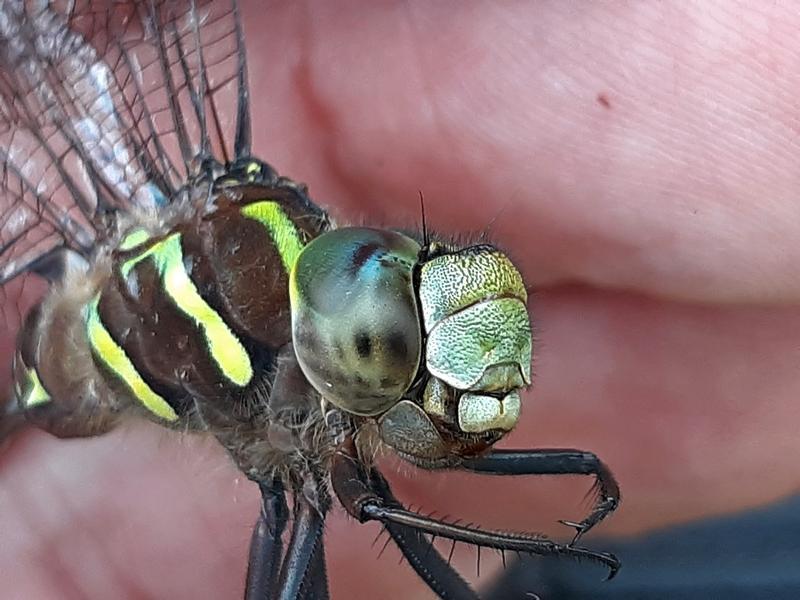 Photo of Shadow Darner